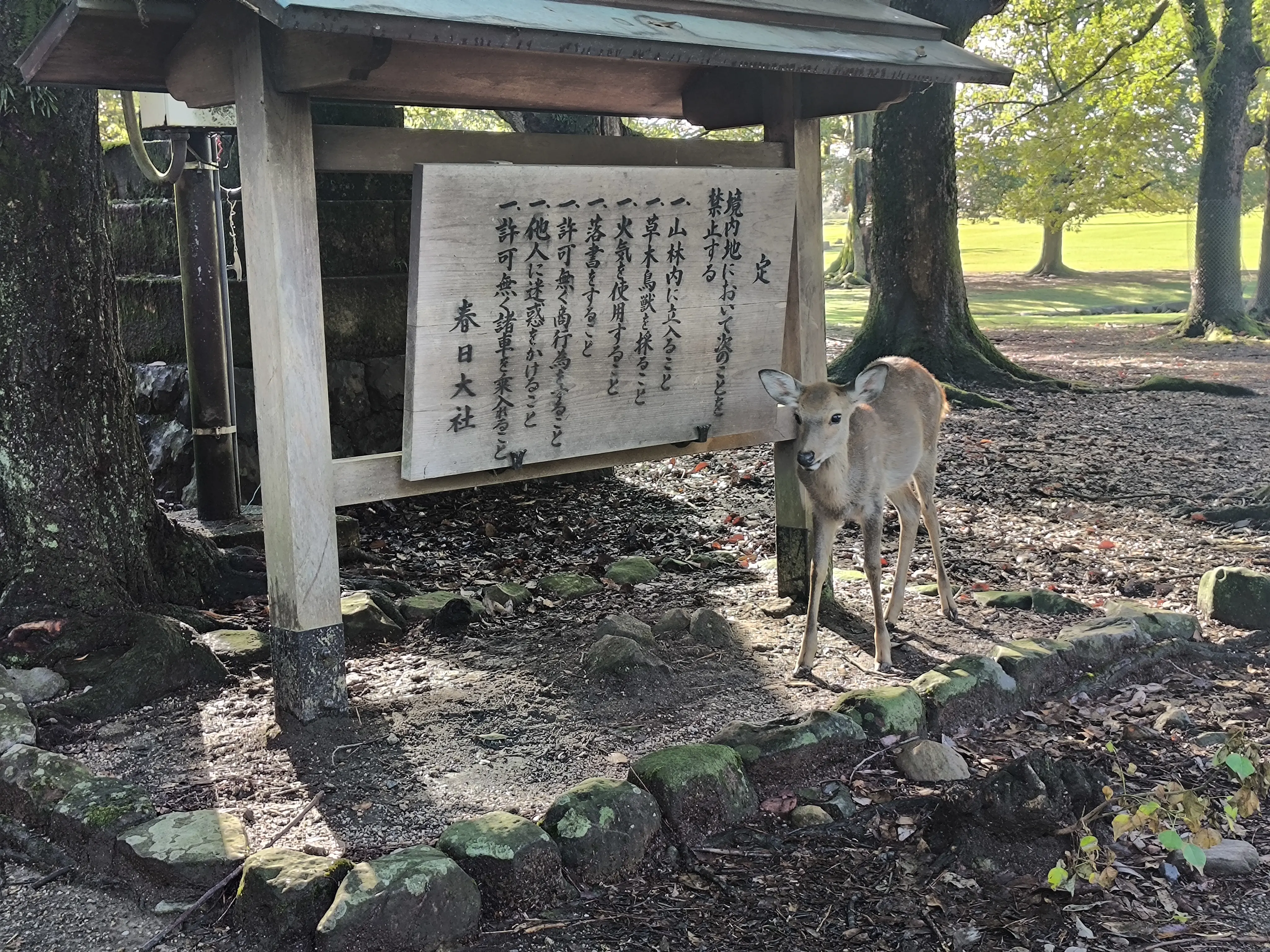 春日大社前面的看板和鹿