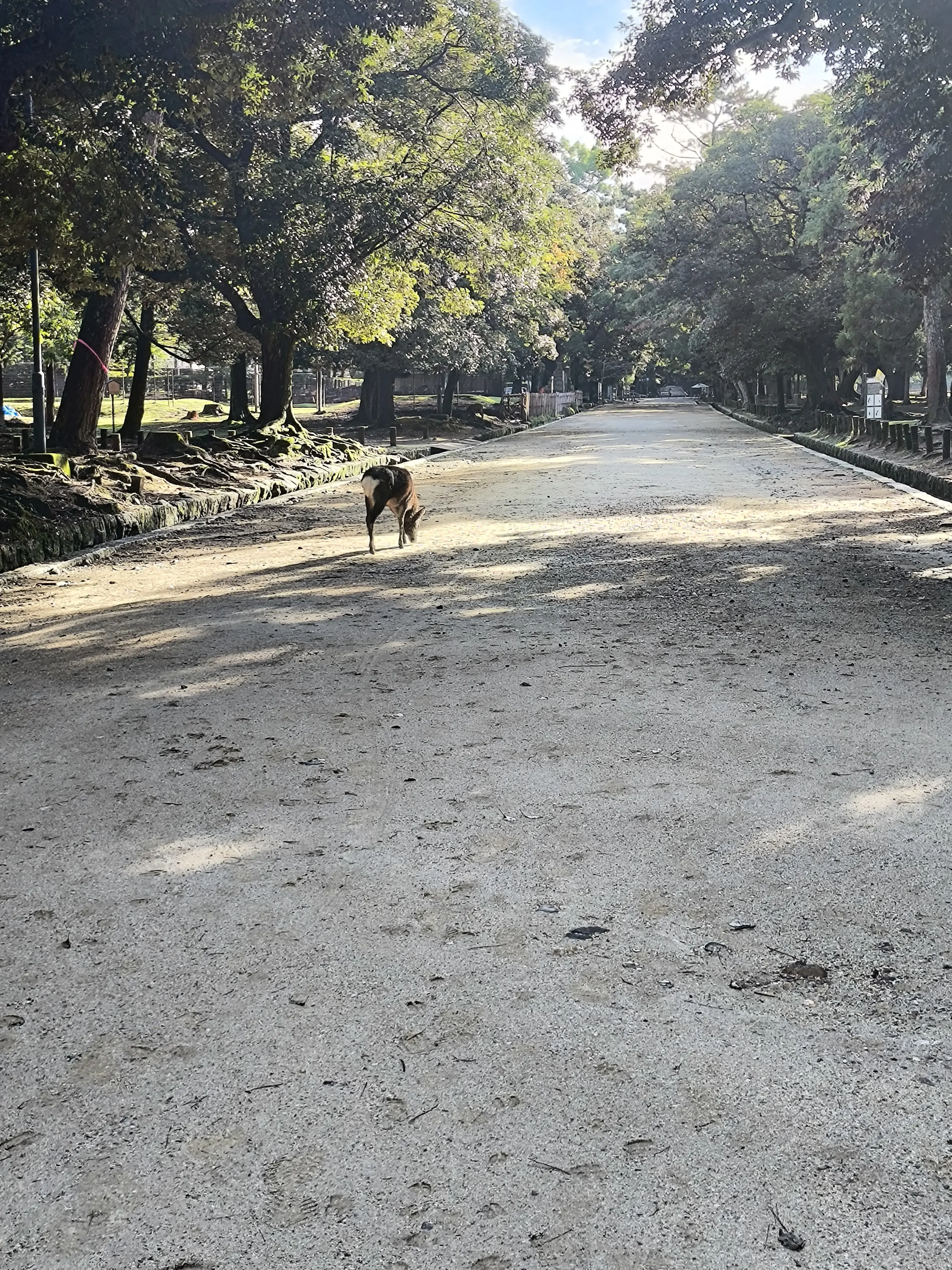 春日大社表参道